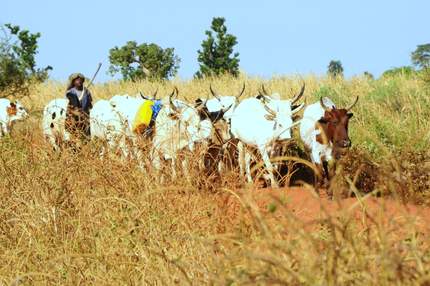 Man herding cattle in Mali