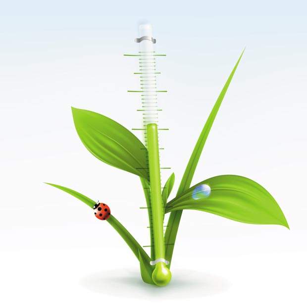 green-plant-with-thermometer