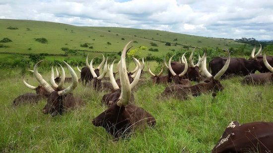 Ankole Cattle resting after grazing