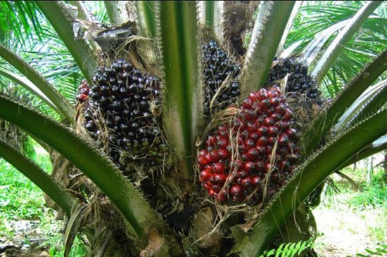Image result for oil palm